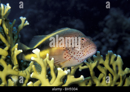 Blackside Hawkfish auf Feuerkoralle, Paracirrhites Forsteri, Rotes Meer, Ägypten Stockfoto