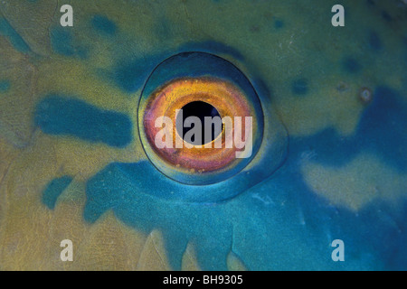 Auge des Rusty Parrotfish, Scarus Ferrugineus, Rotes Meer, Ägypten Stockfoto