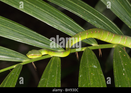 Wagler Grubenotter, Tropidolaemus Wagleri, Bako, Sarawak, Borneo, Malaysia Stockfoto