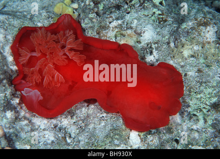 Spanische Tänzerin Nacktschnecken, Hexabranchus Sanguineus, Brother Islands, Rotes Meer, Ägypten Stockfoto