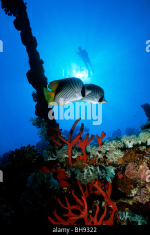 Unterwasserwelt am Wrack der Umbria, Wingate Reef, Rotes Meer, Sudan Stockfoto