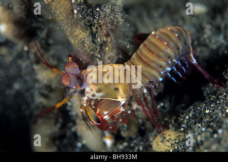 Peacock Fangschreckenkrebs, Odontodactylus Scyllarus, Lembeh Strait, Sulawesi, Indonesien Stockfoto