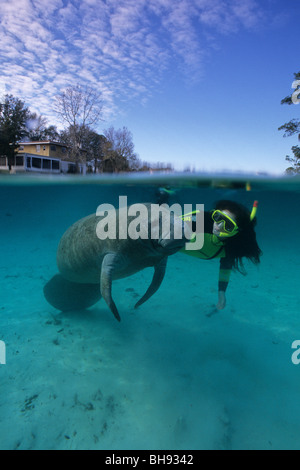 Schnorchler mit Florida Manati, Trichechus Manatus Latirostris, Crystal River, Florida, USA Stockfoto