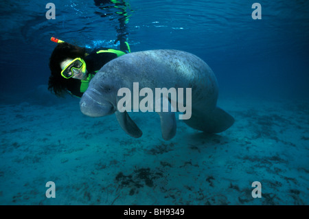 Schnorchler mit Florida Manati, Trichechus Manatus Latirostris, Crystal River, Florida, USA Stockfoto