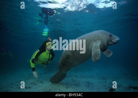 Schnorchler mit Florida Manati, Trichechus Manatus Latirostris, Crystal River, Florida, USA Stockfoto