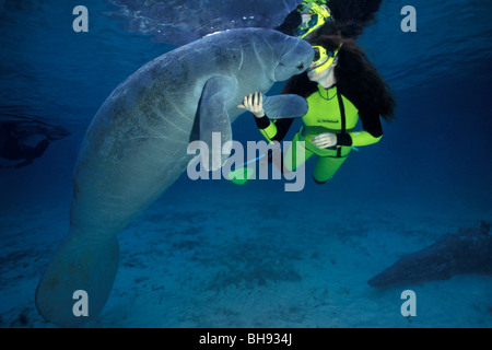 Schnorchler mit Florida Manati, Trichechus Manatus Latirostris, Crystal River, Florida, USA Stockfoto