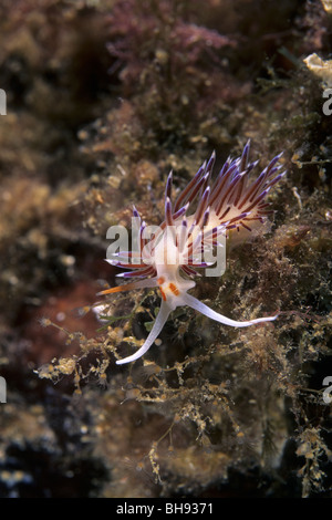 Blau-weiß-rote Nacktschnecken, Cratena Peregrina, Medes-Inseln, Costa Brava, Spanien Stockfoto