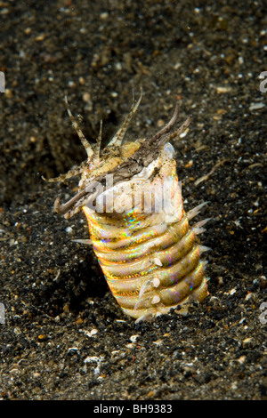 Bobbit Wurm, Eunice Aphroditois, Lembeh Strait, Sulawesi, Indonesien Stockfoto