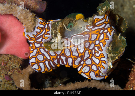 Kolonie von Tunicate Stolidobranchs, Botryllus SP., Lembeh Strait, Sulawesi, Indonesien Stockfoto