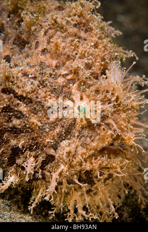 Gekerbter Anglerfisch, Antennarius Striatus, Lembeh Strait, Sulawesi, Indonesien Stockfoto