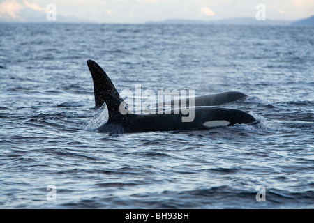 Paar von Schwertwalen, Orcinus Orca, Solvaer, Vestfjord, Lofoten, Norwegen Stockfoto