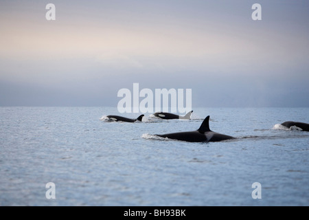 Gruppe von Orcas, Orcinus Orca, Solvaer, Vestfjord, Lofoten, Norwegen Stockfoto