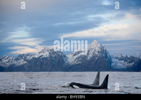 Paar von Schwertwalen, Orcinus Orca, Solvaer, Vestfjord, Lofoten, Norwegen Stockfoto