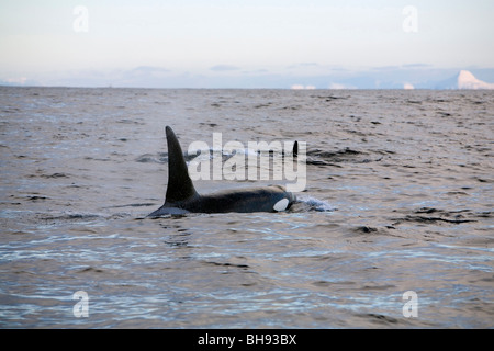 Gruppe von Orcas, Orcinus Orca, Solvaer, Vestfjord, Lofoten, Norwegen Stockfoto