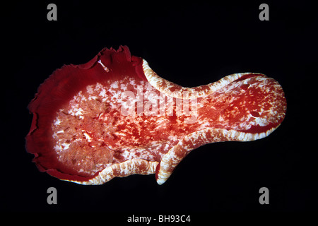 Imperator Garnelen auf spanische Tänzerin Nacktschnecken, Hexabranchus Sanguineus, Periclimenes Imperator, Kona, Big Island, Hawaii, USA Stockfoto