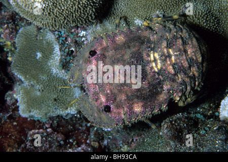 Modellierte Bärenkrebs, Parribacus Antarcticus, Kona, Big Island, Hawaii, USA Stockfoto