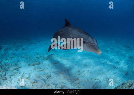 Atlantische große Tümmler, Tursiops Truncatus, Karibik, Turks-und Caicosinseln Stockfoto