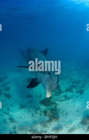 Atlantische große Tümmler, Tursiops Truncatus, Karibik, Turks-und Caicosinseln Stockfoto