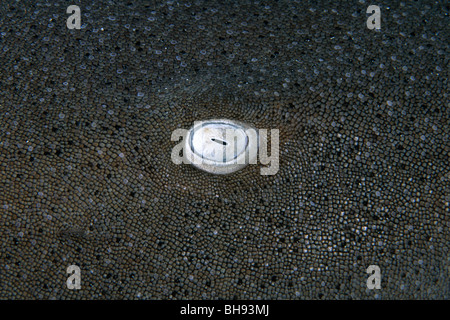 Auge der atlantische Ammenhai, Ginglymostoma Cirratum, Karibik, Turks-und Caicosinseln Stockfoto