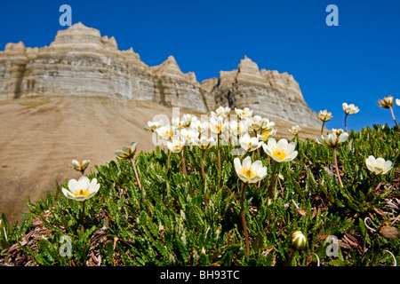 Mountain Avens nahe Bergmassiv am Skansbukta, Dryas Octopetala, Skansbukta, Billefjord, Svalbard-Archipel, Norwegen Stockfoto