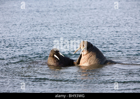 Schwimmen-Walross, Odobenus Rosmarus, Spitzbergen, Svalbard-Archipel, Norwegen Stockfoto