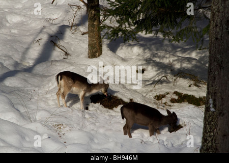 Damhirsch schmeichelt (Dama Dama) Fütterung in starkem Schneefall, Dunkeld, Perthshire, Schottland Stockfoto