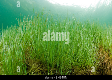 Grass am Lago del Sambuco, Lavizzara Tal, Tessin, Schweiz Stockfoto