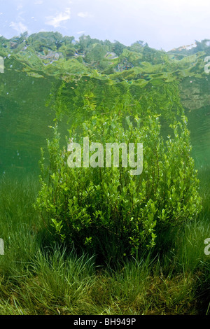 Pflanzen im Lago del Sambuco, Lavizzara Tal, Tessin, Schweiz Stockfoto