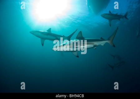 Schwarzspitzen Haie, Carcharhinus Limbatus, Aliwal Shoals, Kwazulu-Natal, Indischer Ozean, Südafrika Stockfoto