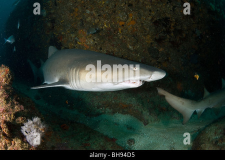 Sand Tiger Shark mit beschädigt Nase, Carcharias Taurus Aliwal Shoals, Kwazulu-Natal, Indischer Ozean, Südafrika Stockfoto