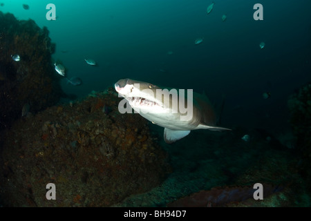 Sand Tiger Shark mit beschädigt Nase, Carcharias Taurus Aliwal Shoals, Kwazulu-Natal, Indischer Ozean, Südafrika Stockfoto