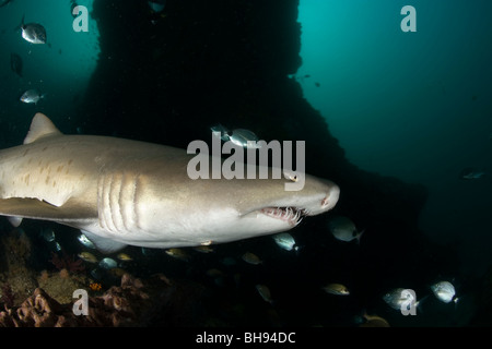 Sand Tiger Shark mit beschädigt Nase, Carcharias Taurus Aliwal Shoals, Kwazulu-Natal, Indischer Ozean, Südafrika Stockfoto