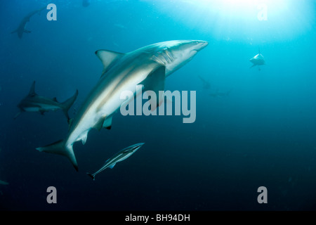 Schwarzspitzen Haie, Carcharhinus Limbatus, Aliwal Shoals, Kwazulu-Natal, Indischer Ozean, Südafrika Stockfoto