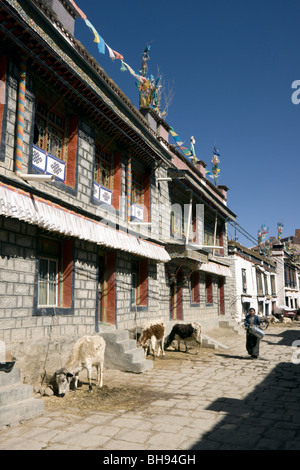 tibetische Frau und Kühe in der Straße des traditionellen tibetischen Dorf Quartals Gyantse tibet Stockfoto