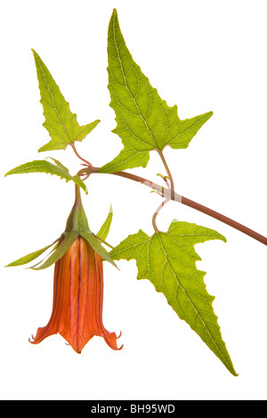 Canarina Canariensis oder Kanarischen Glockenblume isoliert im Studio über weiß Stockfoto