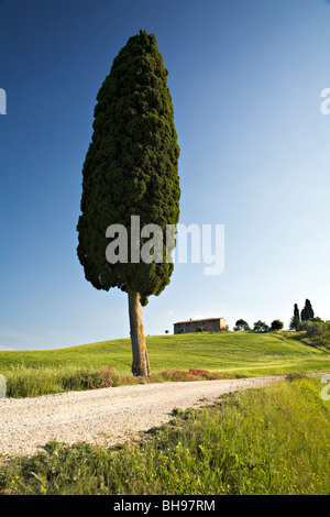 Eine Zypresse in der wunderschönen toskanischen Landschaft des Val d ' Orcia, Toskana, Italien Stockfoto
