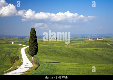 Eine Zypresse in der wunderschönen toskanischen Landschaft des Val d ' Orcia, Toskana, Italien Stockfoto