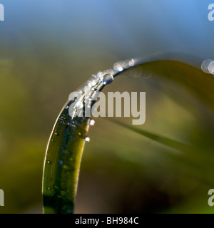 Nahaufnahme der Anlage mit Wassertropfen. Stockfoto