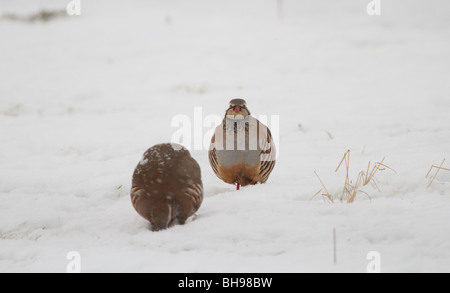 Rothühner, Alectoris Rufus, Fütterung in einem schneebedeckten Feld, Perthshire, Schottland Stockfoto