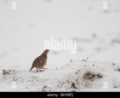 Rothühner, Alectoris Rufus, Fütterung in einem schneebedeckten Feld, Perthshire, Schottland Stockfoto