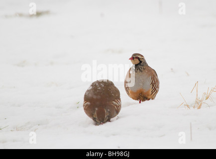 Rothühner, Alectoris Rufus, Fütterung in einem schneebedeckten Feld, Perthshire, Schottland Stockfoto