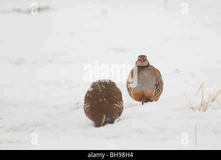 Rothühner, Alectoris Rufus, Fütterung in einem schneebedeckten Feld, Perthshire, Schottland Stockfoto