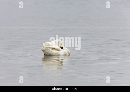 Whooper Schwan Cygnus Cygnus Erwachsenen auf dem Wasser putzen Stockfoto