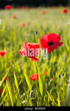 Mohn Blumen in einem Feld in der schönen Landschaft des Val d ' Orcia, Toskana, Italien Stockfoto