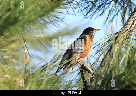 American Robin auf einem Ast in Oregon Stockfoto
