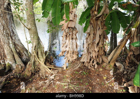 Bäume und Baumstümpfe in den Sumpfgebieten von Florida Everglades USA Stockfoto