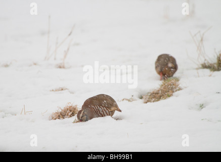 Rothühner, Alectoris Rufus, Fütterung in einem schneebedeckten Feld, Perthshire, Schottland Stockfoto