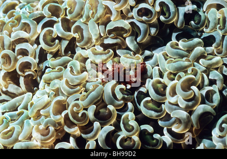 Orang Utan Krabbe. Achaeus Japonicus. in einem Euphyllia Ancora Coral. Komodo Nationalpark. Indonesien. Asien. Stockfoto