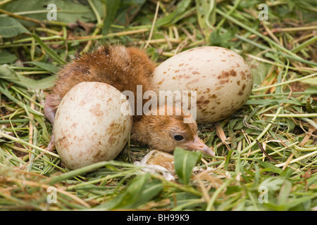 Gemeinsamen, europäischen oder eurasischer Kranich (Grus Grus). Gerade geschlüpfte Küken und Shell auf Links, mit zweiten Ei auf richtige noch zu schlüpfen. Stockfoto