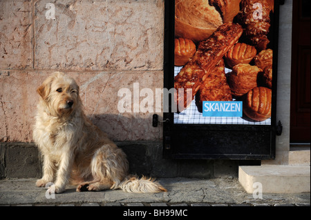 Ein Hund wartet auf seinen Besitzer vor einer Bäckerei in Szentendre, Ungarn Stockfoto